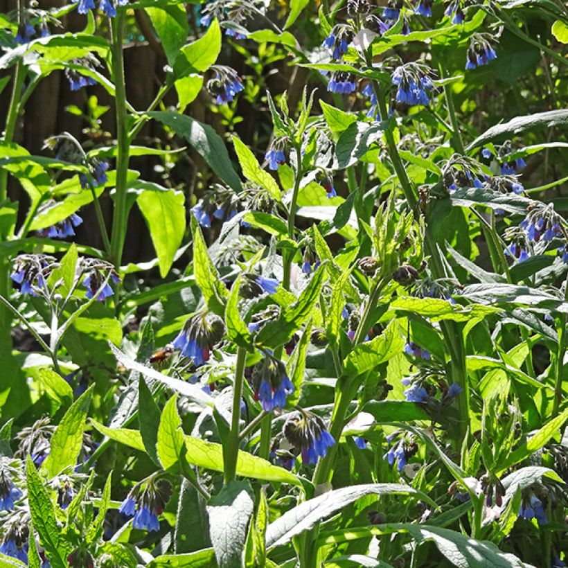 Symphytum azureum - Consolda-russa (Floração)