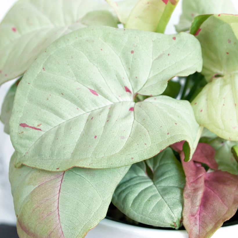 Syngonium Confetti (Feuillage)
