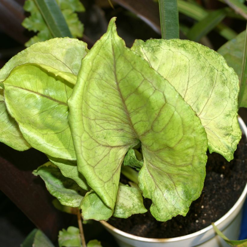 Syngonium Golden Allusion (Feuillage)