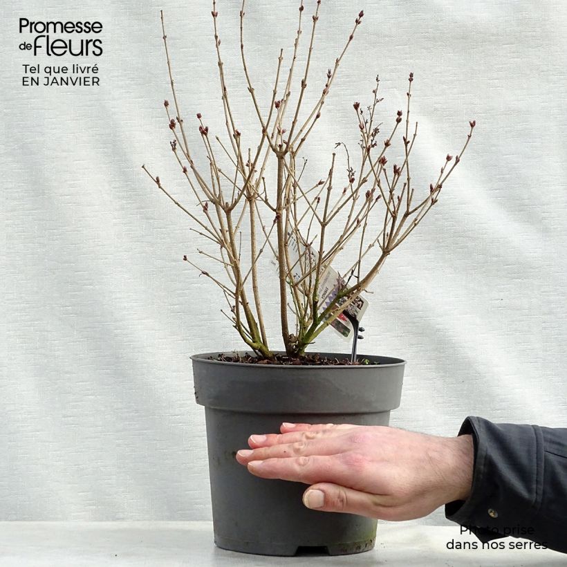 Spécimen de Lilas Bloomerang Pink Perfume - Syringa nain hybride remontant Pot de 2L/3L tel que livré en hiver