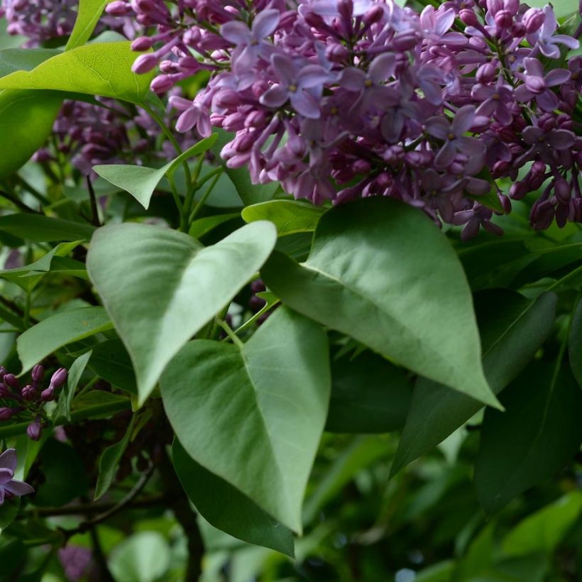 Lilas - Syringa vulgaris (Feuillage)