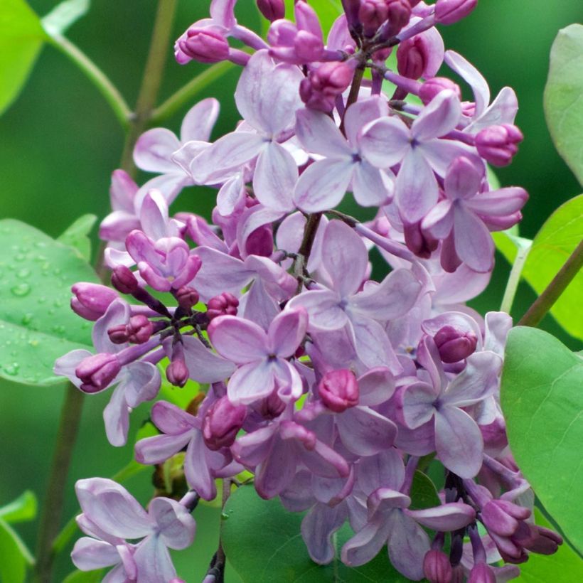 Lilas - Syringa vulgaris (Floraison)