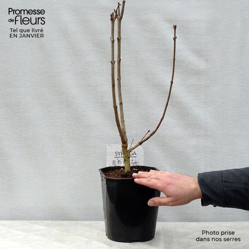 Spécimen de Lilas - Syringa vulgaris Belle de Moscou Pot de 4L/5L tel que livré en hiver