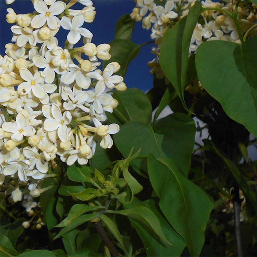Lilas - Syringa vulgaris Primrose (Feuillage)