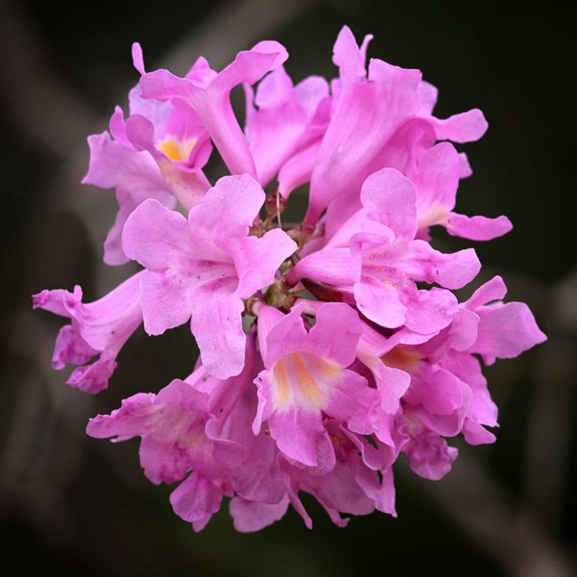 Tabebuia impetiginosa - Lapacho (Floraison)