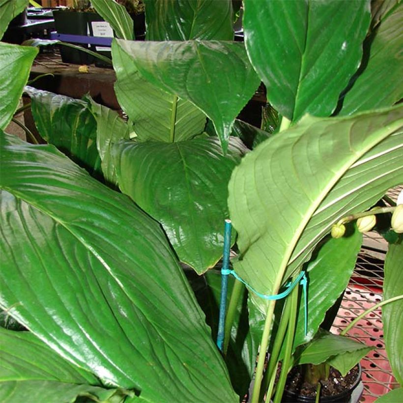 Tacca chantrieri - Fleur Chauve-souris (Feuillage)