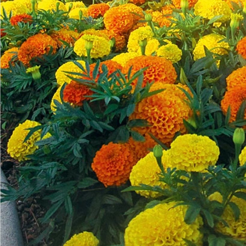 Rose d'Inde F1 Taishan mix Mini-mottes (Feuillage)
