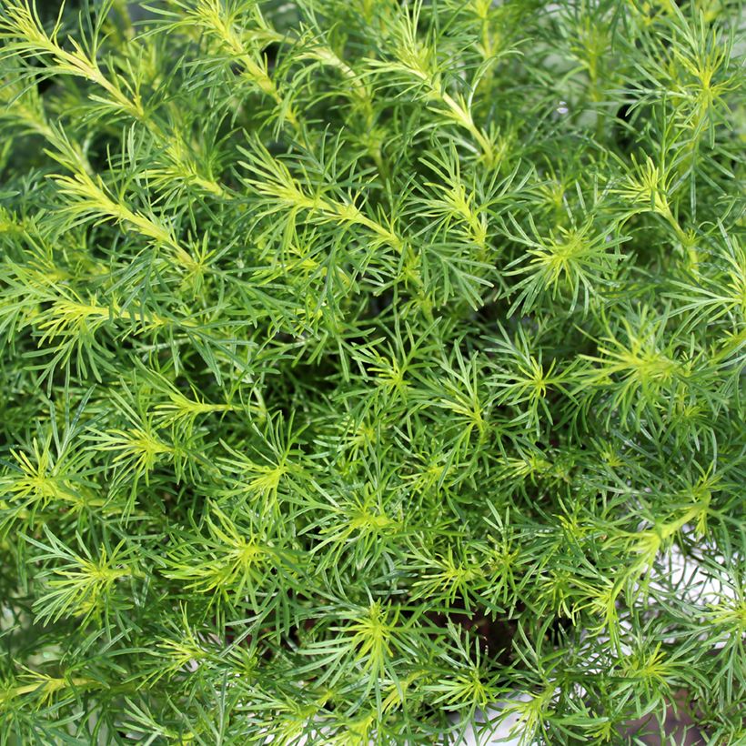 Tagète réglisse en plant - Tagetes filifolia (Feuillage)