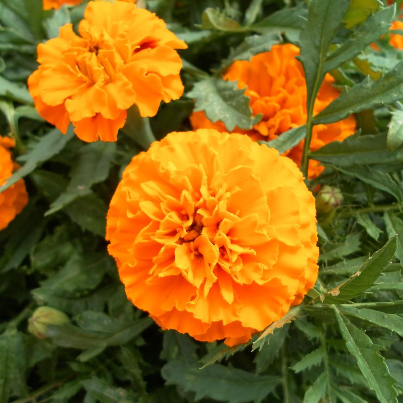 Graines d'Oeillet d’Inde Boy O Boy Orange - Tagetes patula (Floraison)