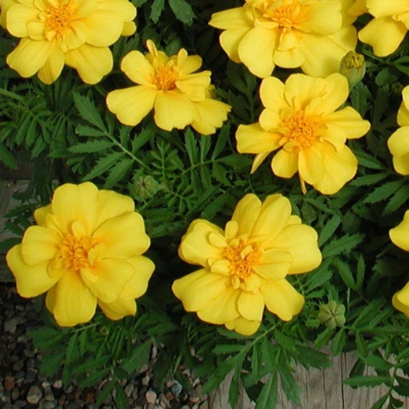 Oeillet d'Inde Queen Yellow Mini-mottes (Feuillage)