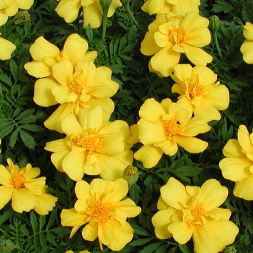Oeillet d'Inde Queen Yellow Mini-mottes (Floraison)
