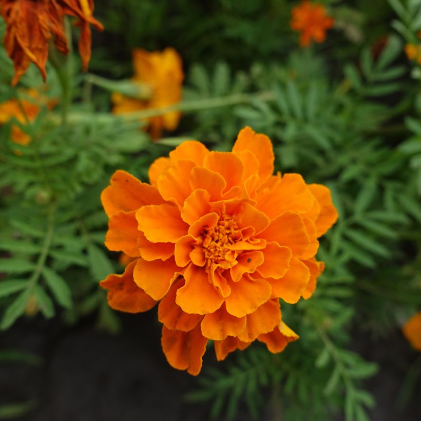 Graines d'Oeillet d'Inde Durango Tangerine - Tagetes patula (Floraison)