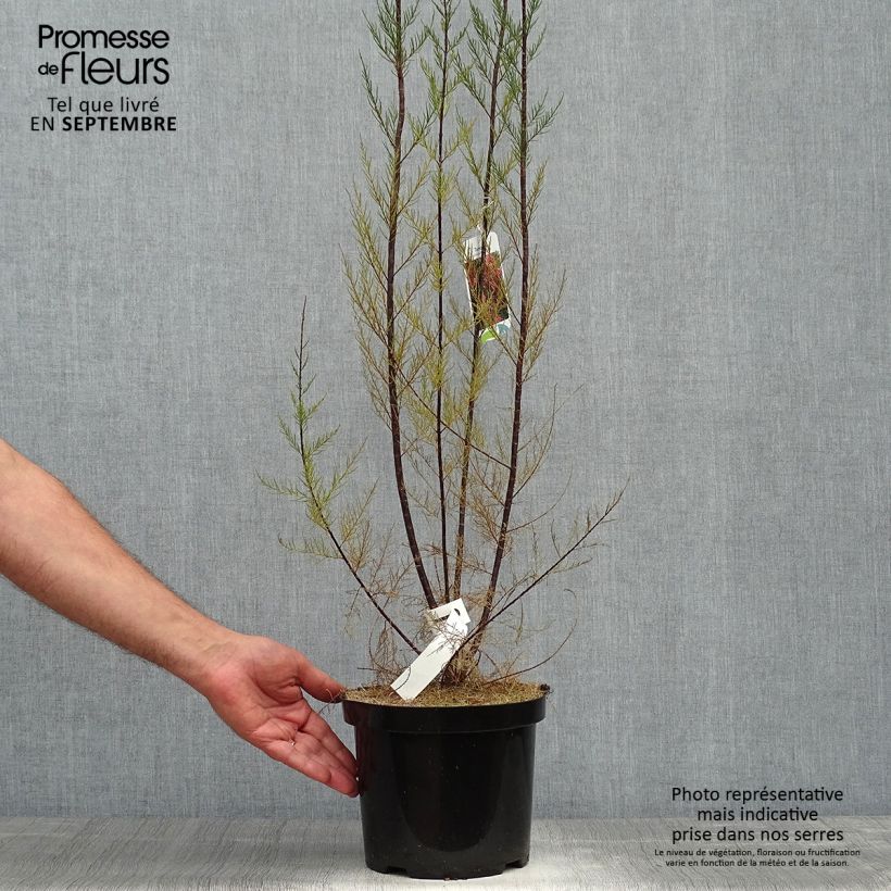 Spécimen de Tamaris ramosissima Rubra - Tamaris d'été Pot de 3L/4L tel que livré en automne