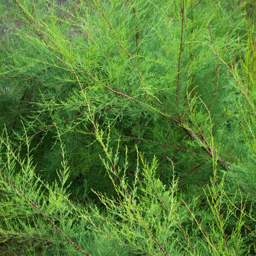 Tamarix gallica - Tamaris français, Tamaris commun (Feuillage)