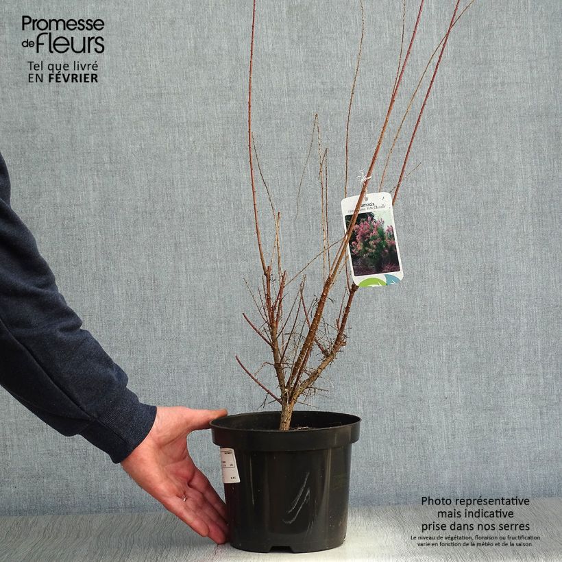 Spécimen de Tamarix ramosissima Pink Cascade Pot de 2L/3L tel que livré en hiver