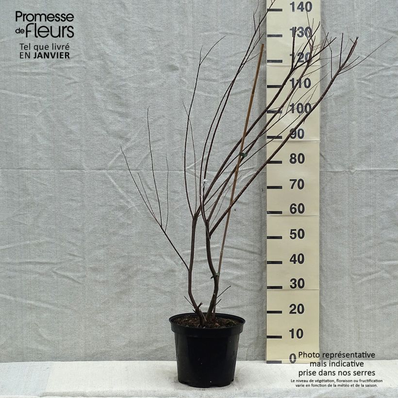 Spécimen de Tamarix tetrandra - Tamaris de printemps Pot de 4L/5L tel que livré en hiver