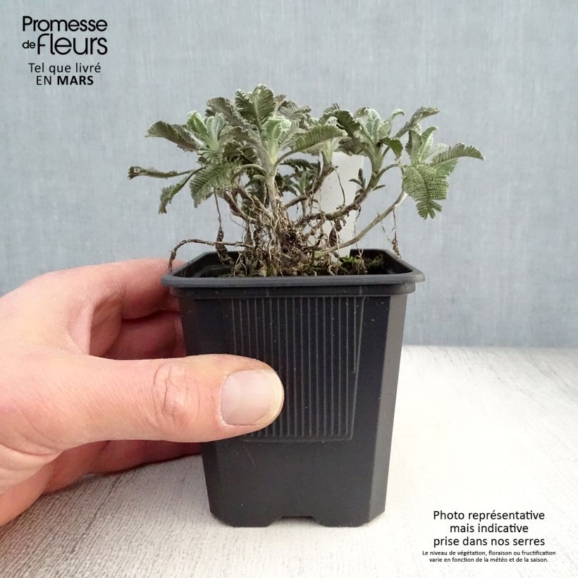 Spécimen de Tanacetum haradjanii Godet de 7/8 cm tel que livré au printemps