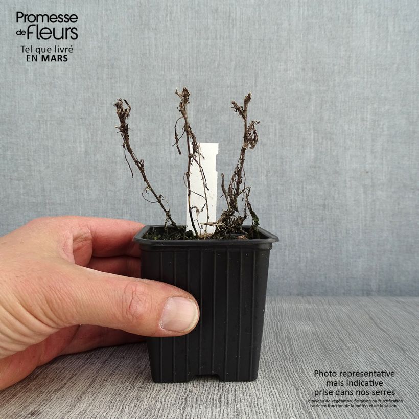 Spécimen de Tanacetum haradjanii Godet de 7/8 cm tel que livré en hiver