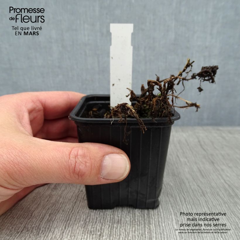 Spécimen de Tanacetum haradjanii Little Frosty - Tanaisie argentée Godet de 8/9 cm tel que livré en hiver