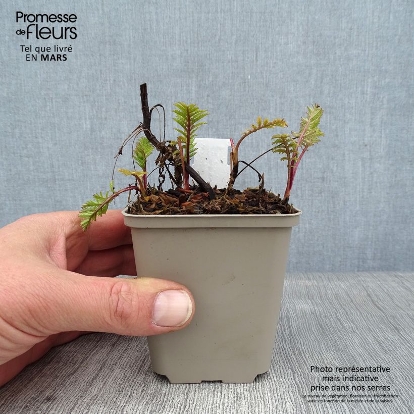 Spécimen de Tanacetum vulgare Isla Gold - Tanaisie dorée Godet de 8/9 cm tel que livré en hiver