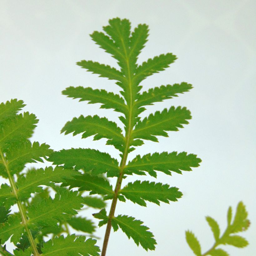 Tanaisie - Tanacetum vulgare (Feuillage)