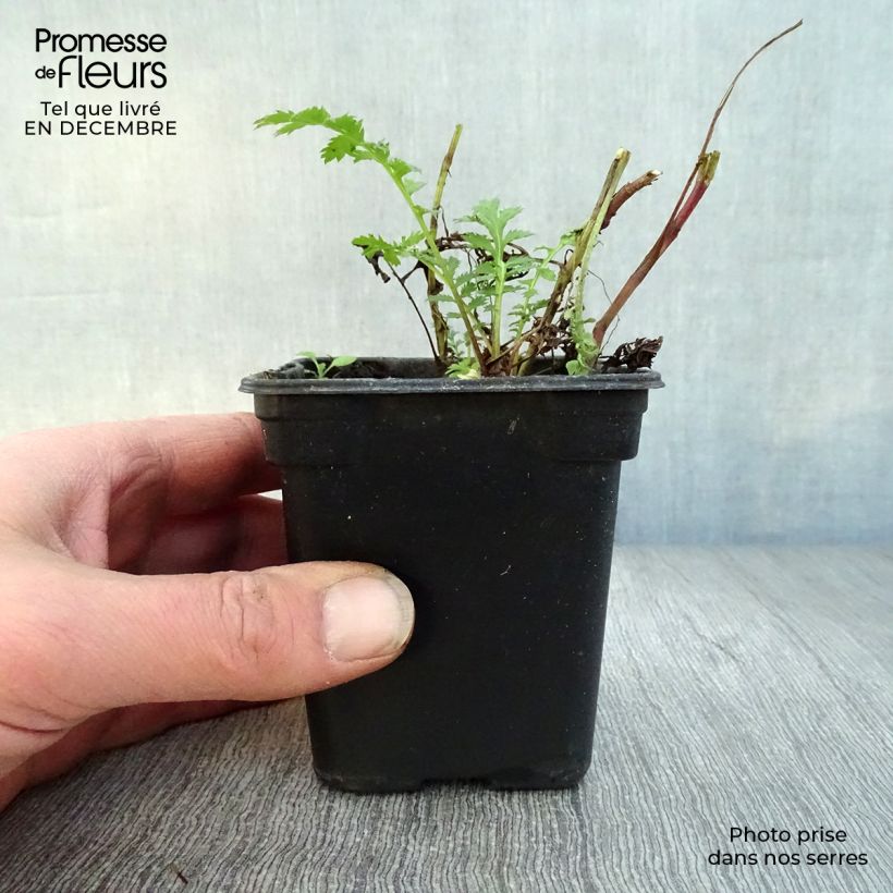 Spécimen de Tanaisie - Tanacetum vulgare Godet de 8/9 cm tel que livré en hiver
