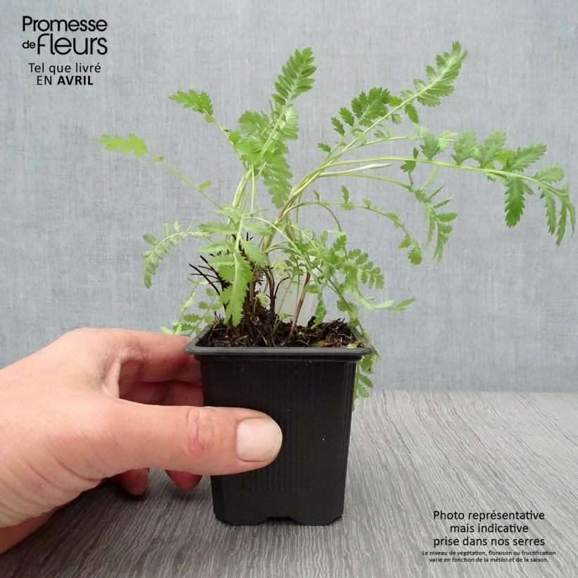 Spécimen de Tanaisie - Tanacetum vulgare Godet de 8/9 cm tel que livré au printemps