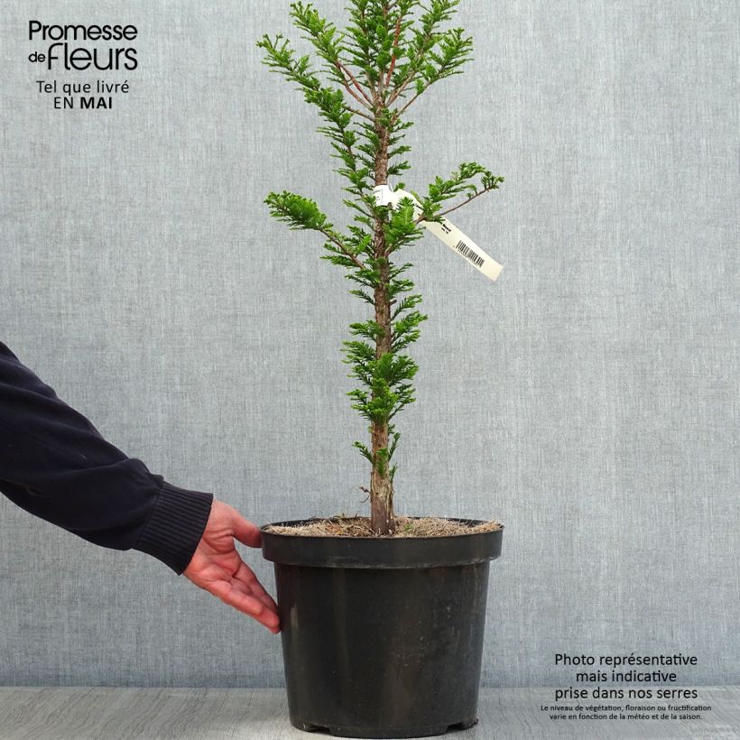 Spécimen de Taxodium distichum Pevé Minaret - Cyprès chauve Pot de 6L/7L tel que livré au printemps