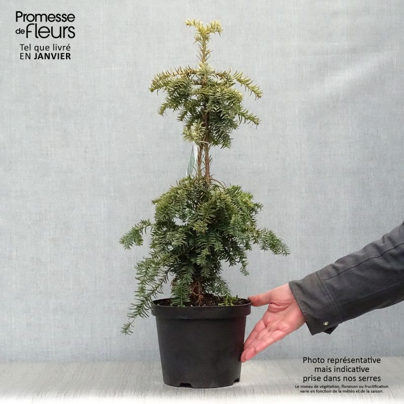 Spécimen de Taxus baccata Dovastonii Aurea - If doré Pot de 2L/3L tel que livré en hiver