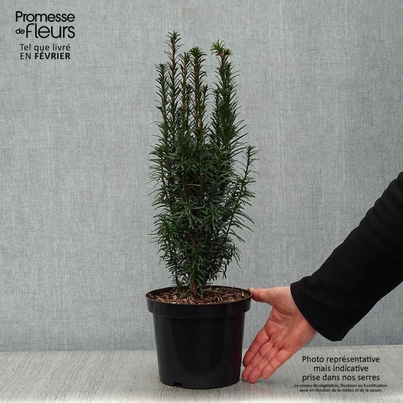 Spécimen de Taxus baccata Fastigiata Robusta - If commun fastigié Pot de 2L/3L tel que livré en hiver
