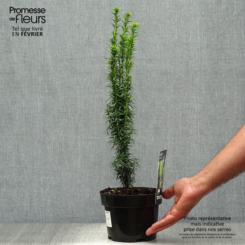 Spécimen de Taxus baccata Ivory Tower - If colonnaire panaché Pot de 2L/3L tel que livré en automne