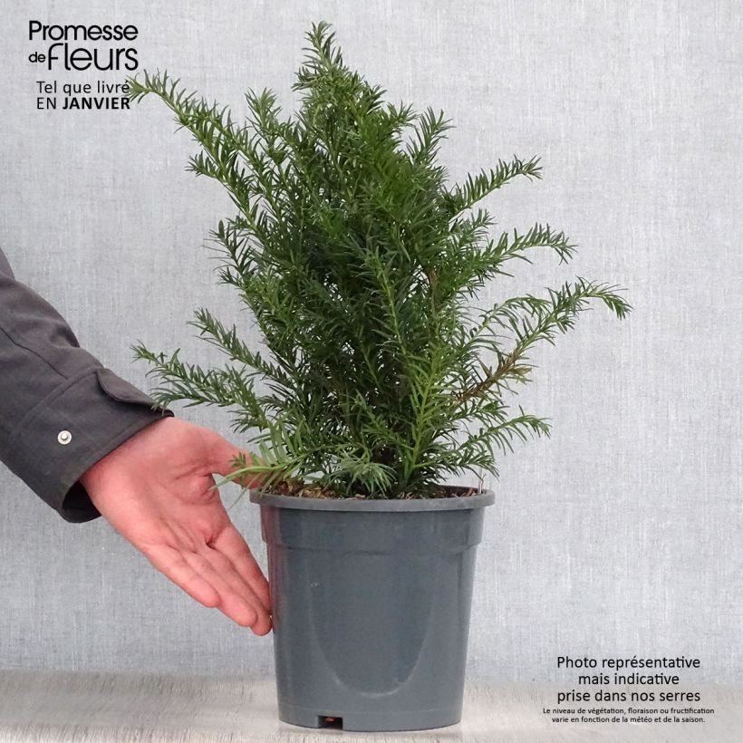 Spécimen de Taxus baccata Repandens - If commun Pot de 2L/3L tel que livré en hiver