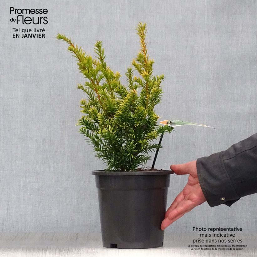 Spécimen de Taxus baccata Semperaurea - If commun doré. Pot de 2L/3L tel que livré en hiver