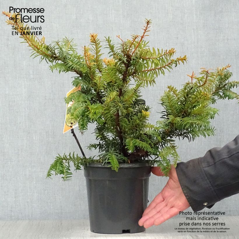 Spécimen de Taxus baccata Summergold - If commun doré Pot de 2L/3L tel que livré en hiver