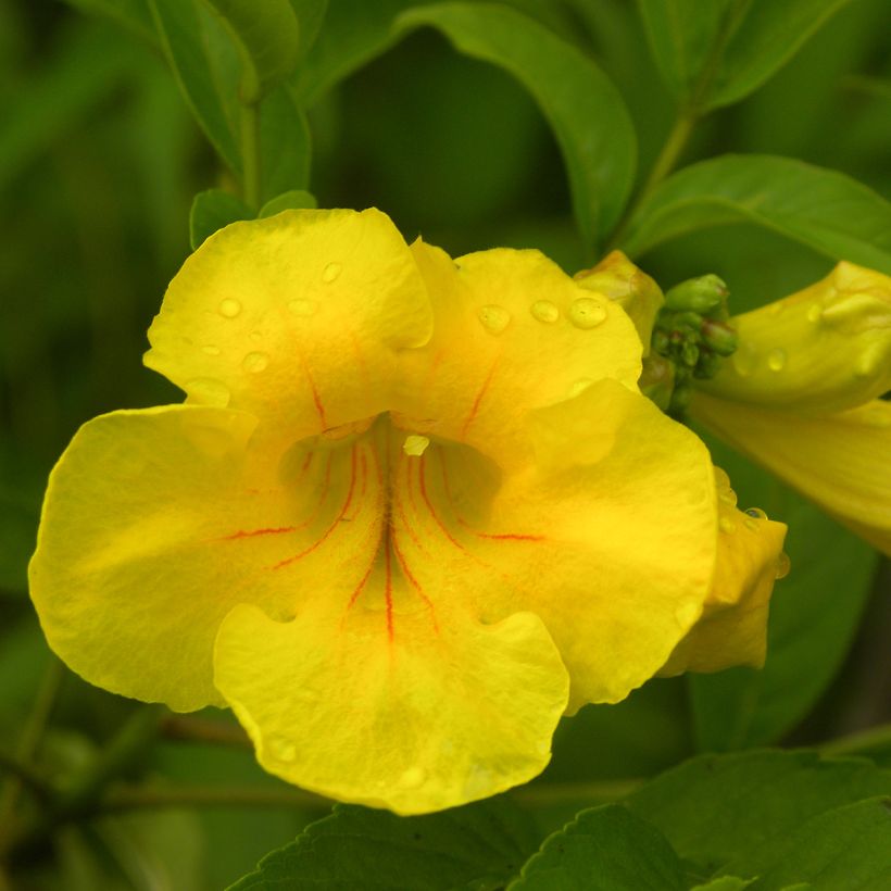 Tecoma stans - Trompette d'or (Floraison)