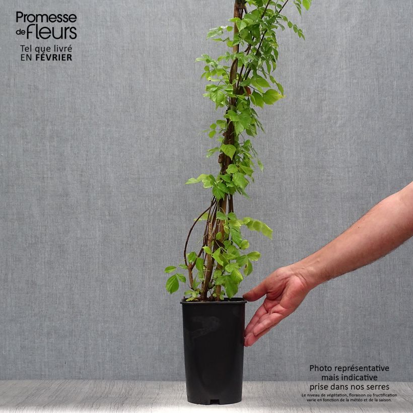 Spécimen de Tecomaria (Tecoma) capensis - Chèvrefeuille du Cap Pot de 2L/3L tel que livré en automne