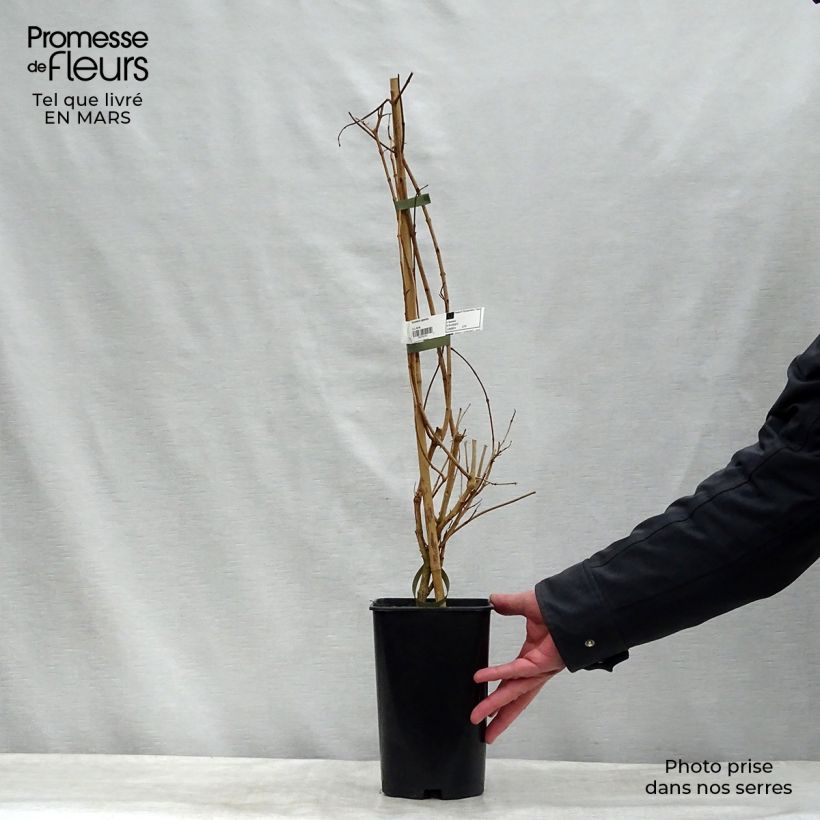 Spécimen de Tecomaria (Tecoma) capensis - Chèvrefeuille du Cap Pot de 2L/3L tel que livré en hiver