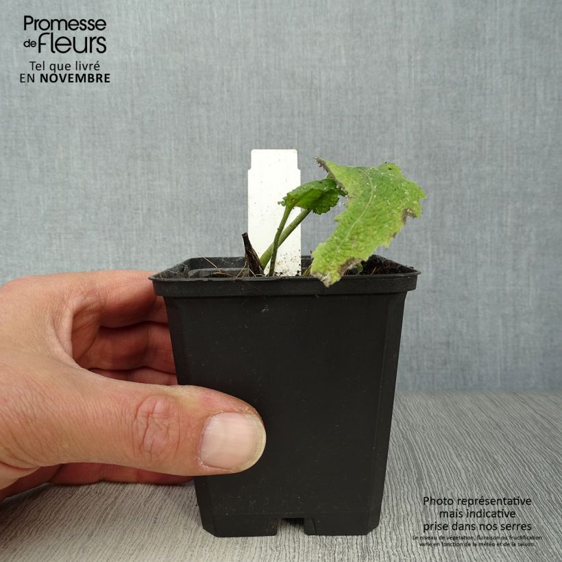 Spécimen de Telekia speciosa Godet de 8/9 cm tel que livré en automne