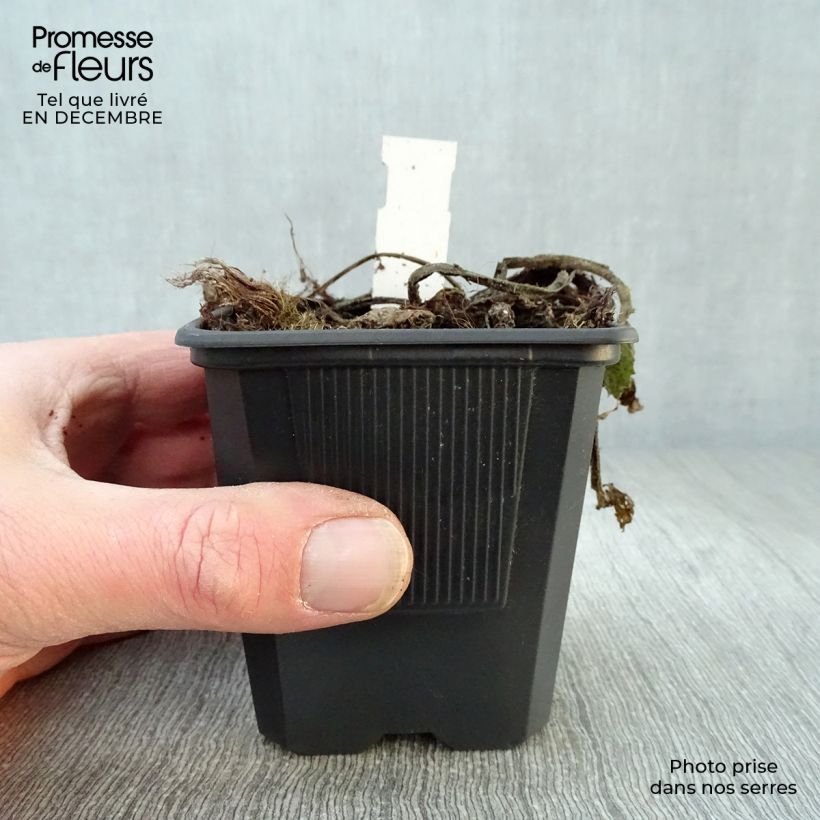 Spécimen de Telekia speciosa Godet de 8/9 cm tel que livré en hiver