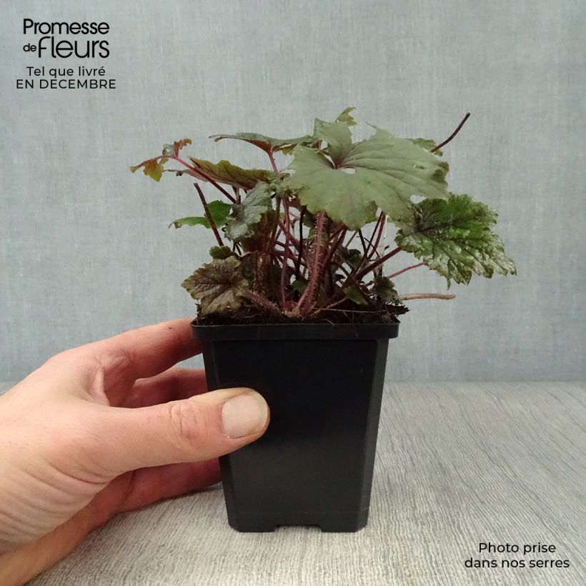 Spécimen de Tellima grandiflora Rubra - Tellime à grande fleur Godet de 8/9 cm tel que livré en hiver