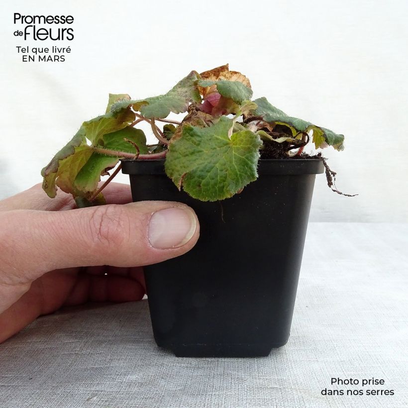 Spécimen de Tellima grandiflora - Tellime à grande fleur Godet de 8/9 cm tel que livré en hiver