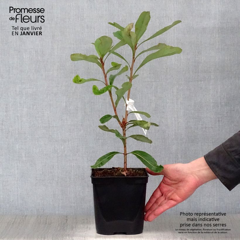 Spécimen de Telopea Emperor's Torch Pot de 2L/3L tel que livré en hiver