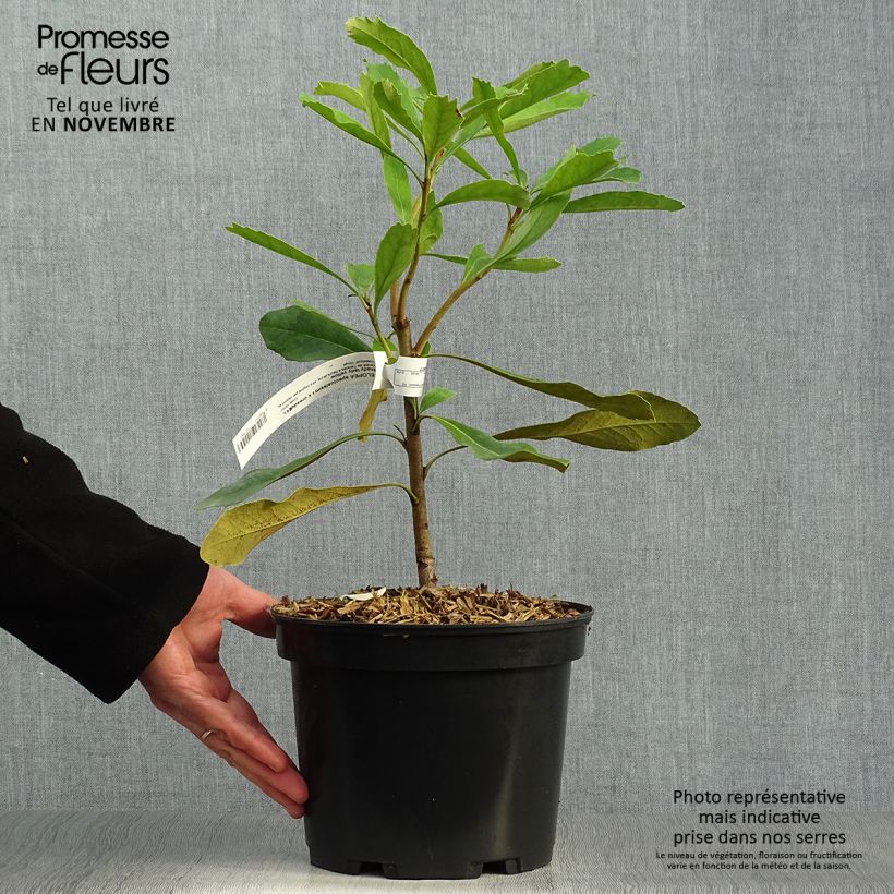 Spécimen de Telopea Shady Lady Yellow Pot de 4L/5L tel que livré en automne