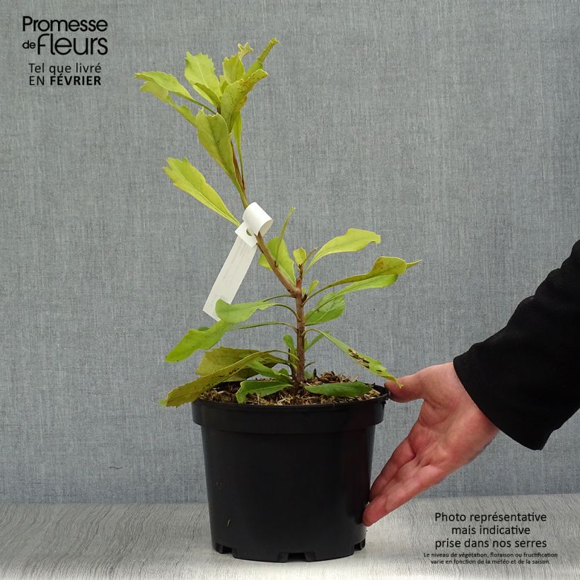 Spécimen de Telopea Shady Lady Yellow Pot de 4L/5L tel que livré en hiver