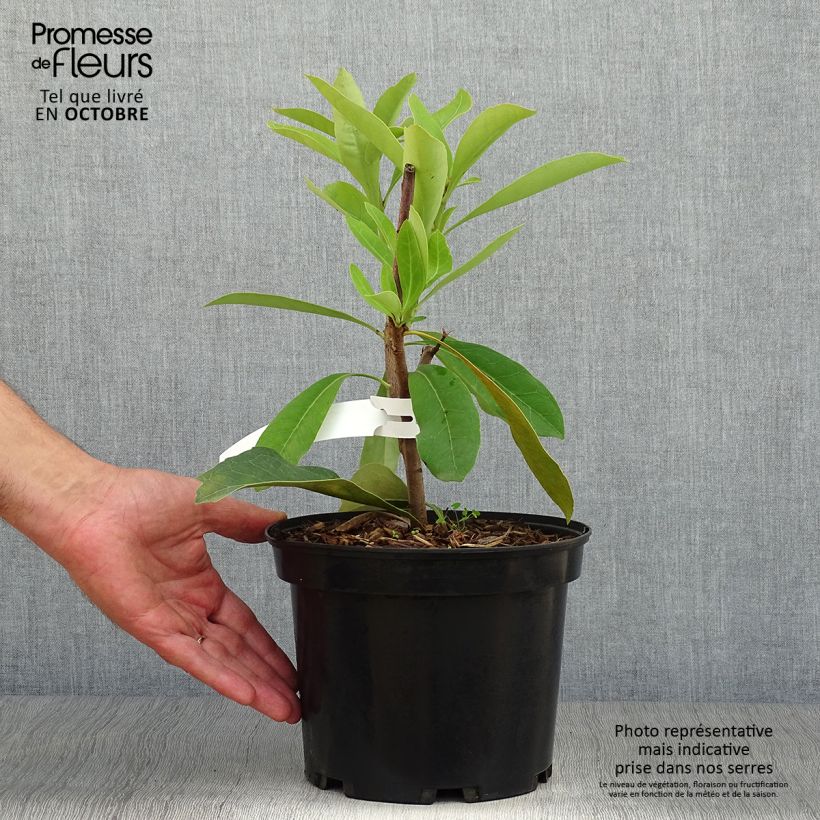 Spécimen de Telopea speciosissima - Waratah Pot de 4L/5L tel que livré en automne