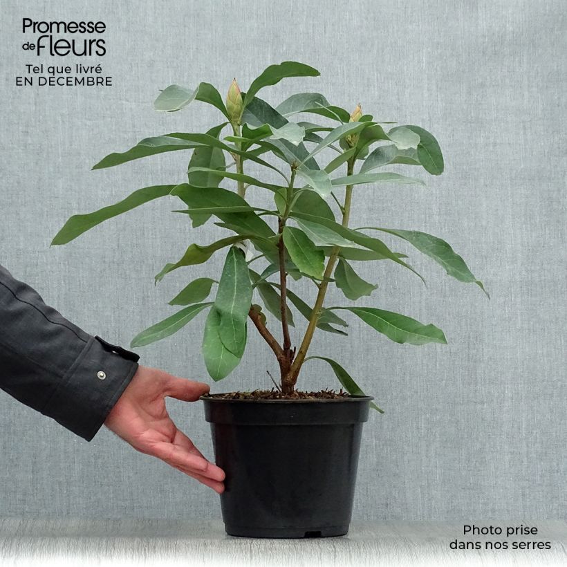 Spécimen de Telopea speciosissima - Waratah Pot de 4L/5L tel que livré en hiver