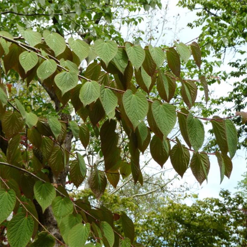Tetracentron sinense (Feuillage)