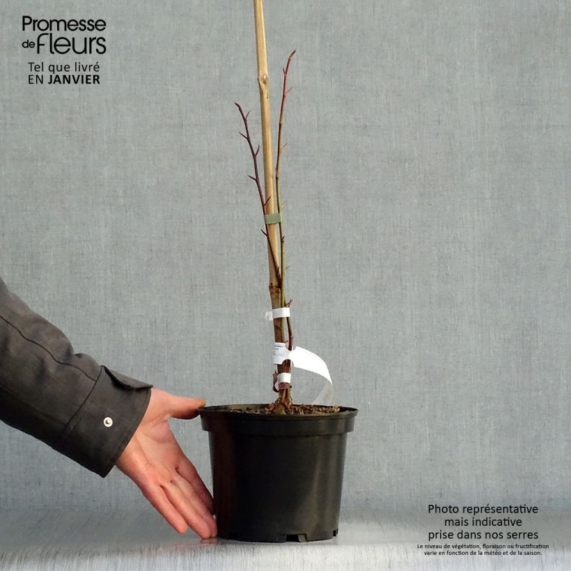 Spécimen de Tetracentron sinense Pot de 2L/3L tel que livré en hiver