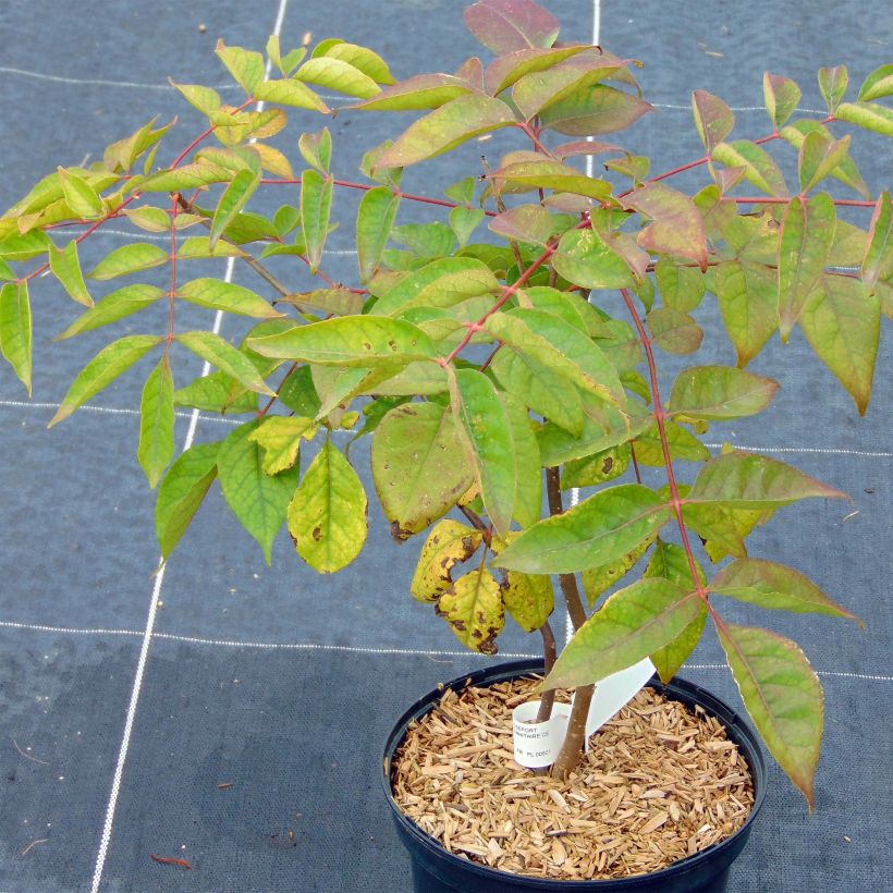 Tetradium daniellii (Hábito)