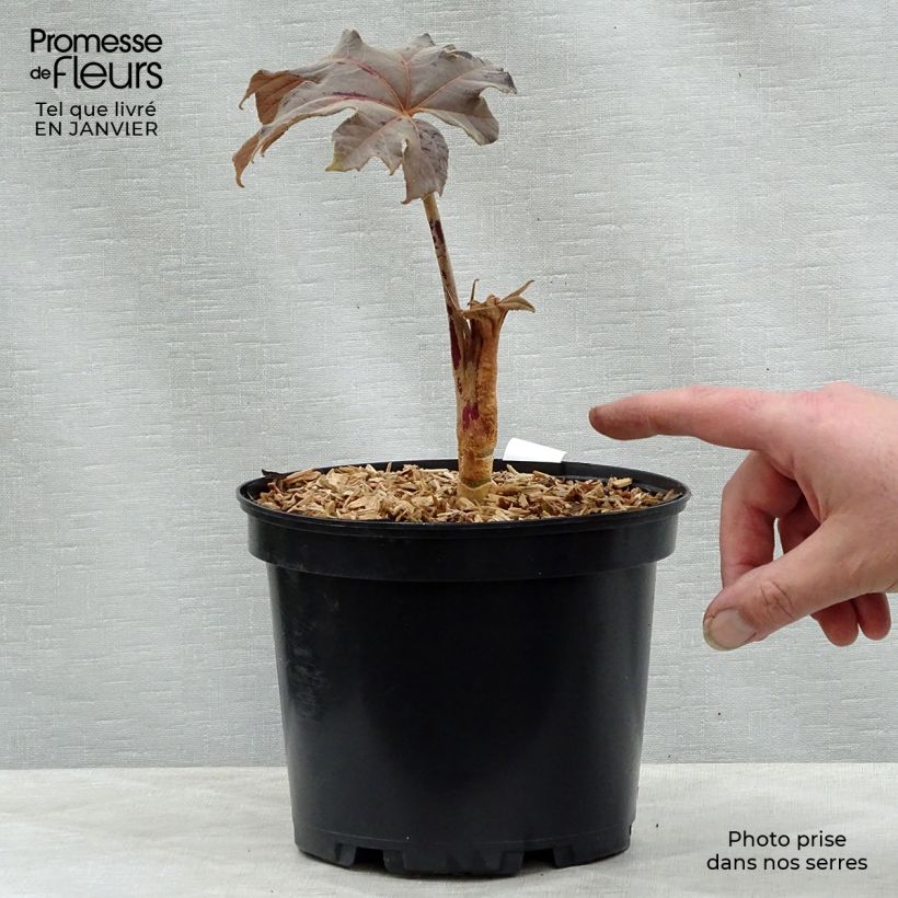Spécimen de Tetrapanax papyrifera Rex - Plante à papier de riz Pot de 3L/4L tel que livré en hiver
